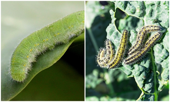 Right: Cabbage worm from the small white butterfly. Left: Cabbage worms from the large white butterfly.