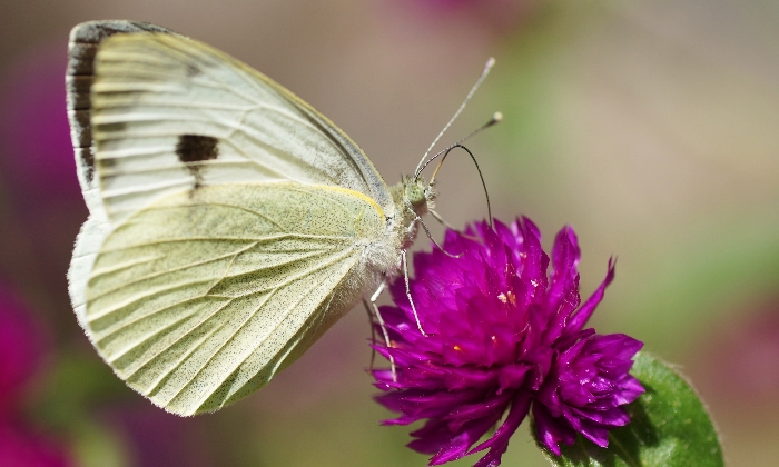 Large white butterfly (Pieris brassicae)