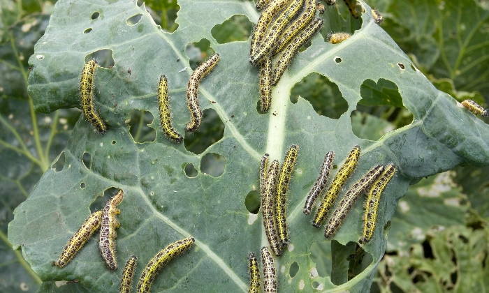Cabbage worms from the large white butterfly.