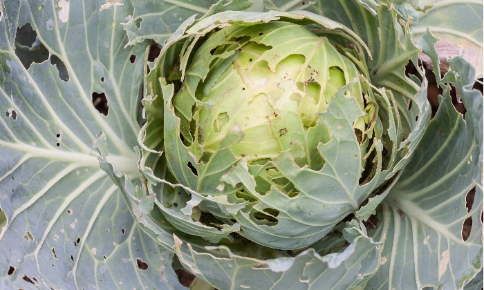 Damage on the head and leaves of cabbage from cabbage worms.