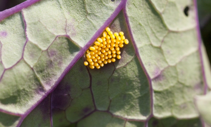 Cabbage worm eggs