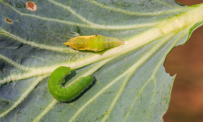 Cabbage worm and pupa from the small white butterfly.