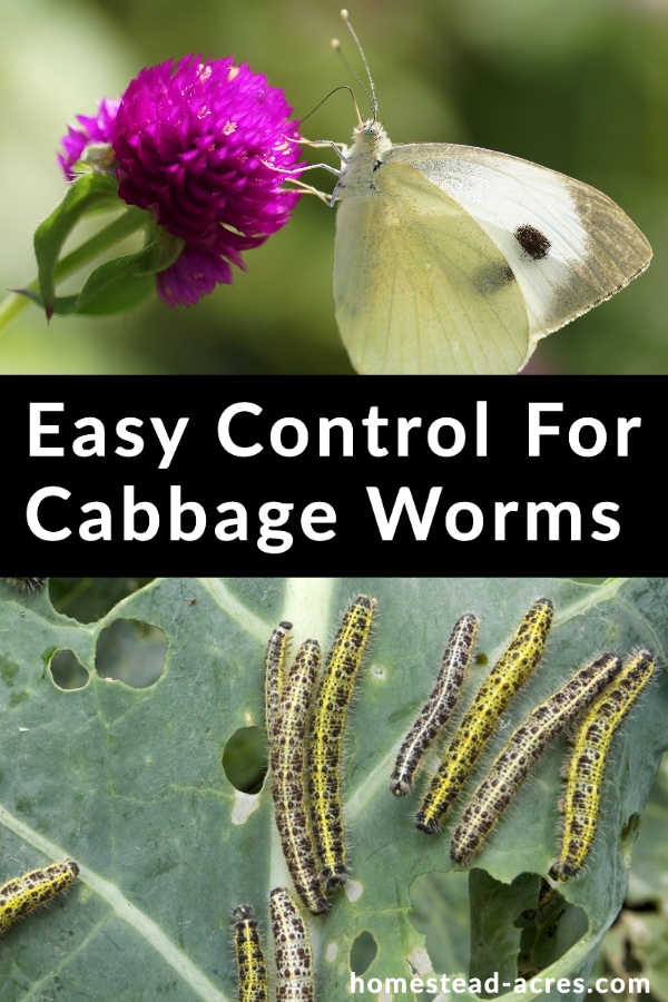 How To Get Rid Of Cabbage Moths Naturally at Alexander Egan blog