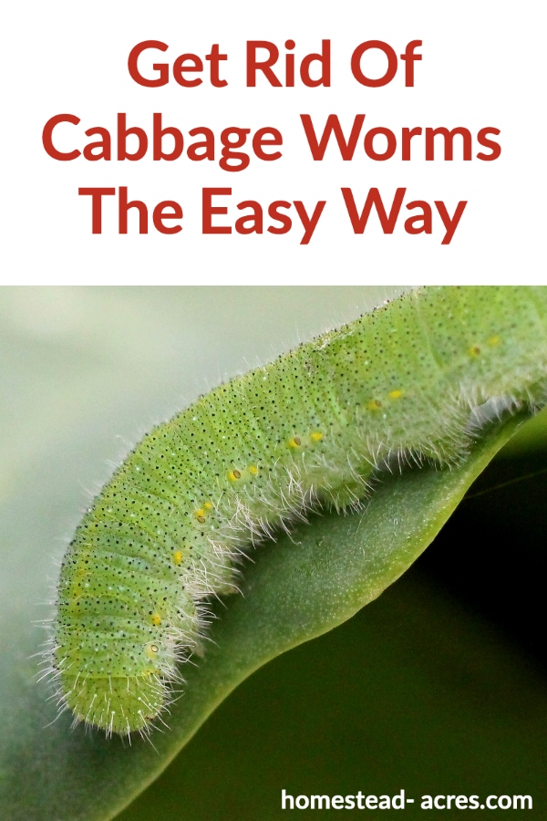 Get Rid Of Cabbage Worms The Easy Way text overlaid on a photo of a green cabbage worm