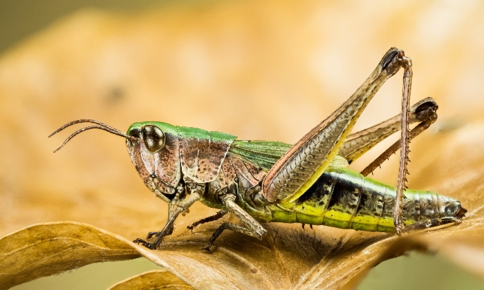Green grasshopper sitting on a dried leaf.