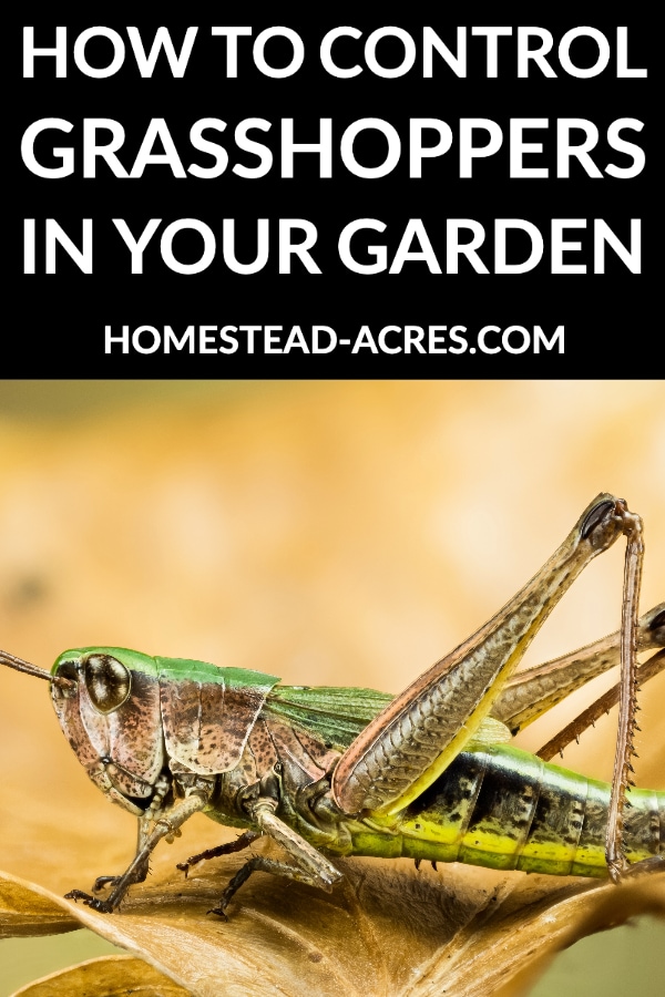How To Control Grasshoppers In Your Garden text overlaid on a photo of a green grasshopper on a brown leaf