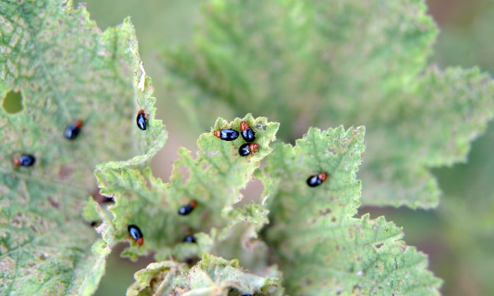 Black and red flea beetles feeding on leaves.