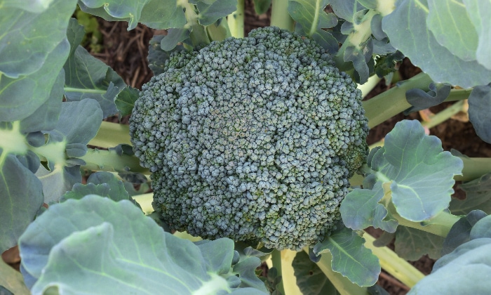 Dark green broccoli crown