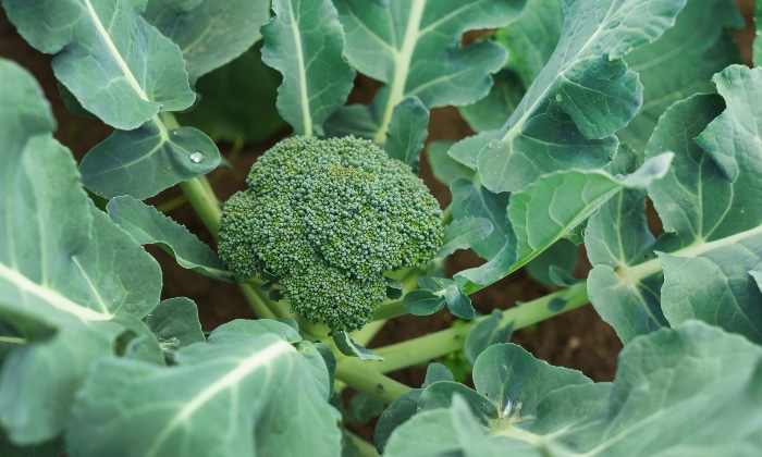 Broccoli plant starting to form its crown.