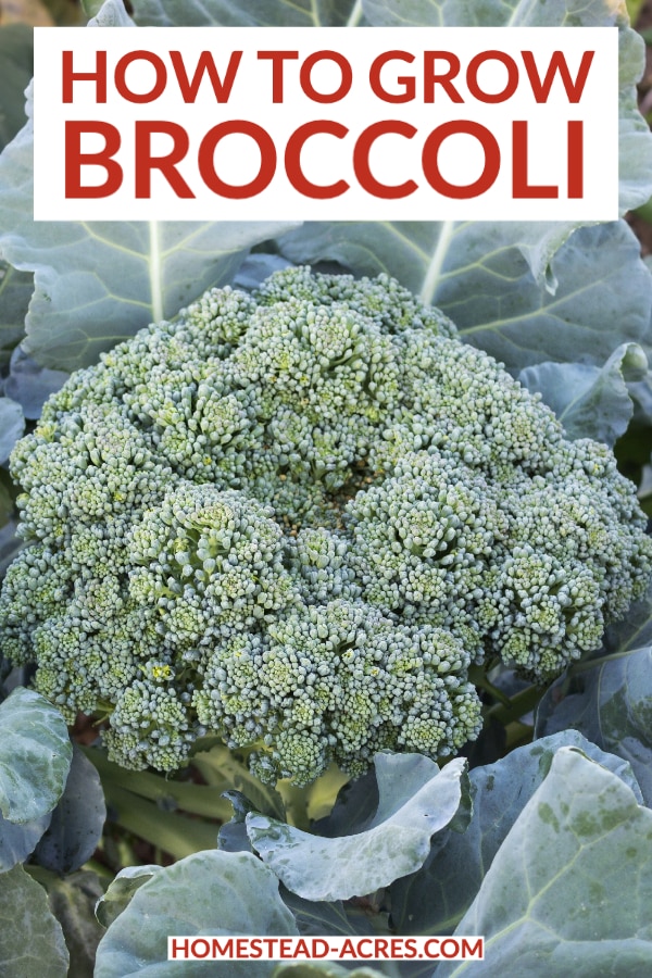 How To Grow Broccoli text overlaid on a photo of broccoli in the garden