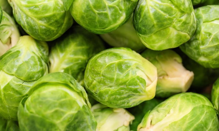Freshly harvested Brussels sprouts.