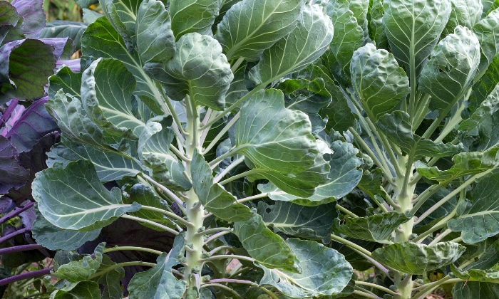 Unpruned Brussels sprout plants.