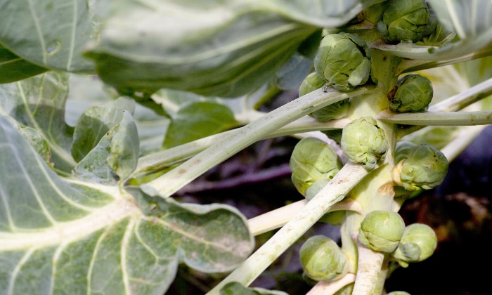 Sprouts ready to start harvesting.
