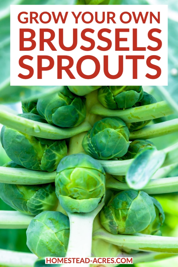 Grow Your Own Brussels Sprouts text overlaid on a close up photo of a brussel sprout plant