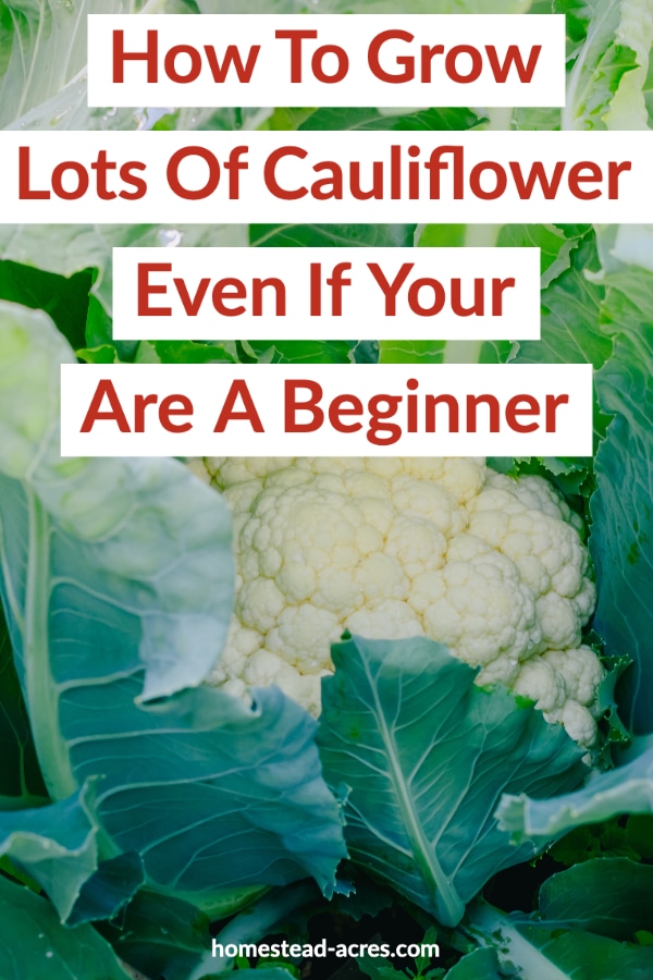 How To Grow Cauliflower For A Successful Harvest ...