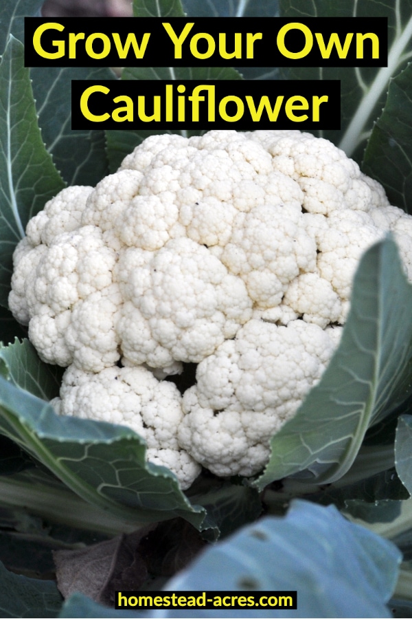 How To Grow Cauliflower For A Successful Harvest Homestead Acres