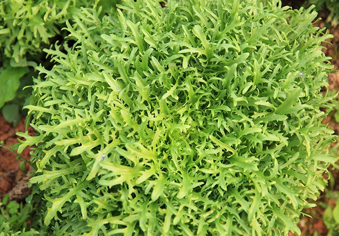 Arugula ready to be harvested.