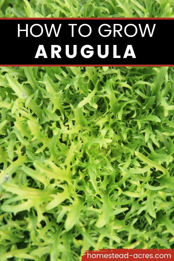 How To Grow Arugula text overlaid on a close up photo of arugula growing in the garden