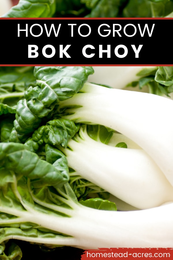 How To Grow Bok Choy text overlaid on a close up photo of bok choy on a table