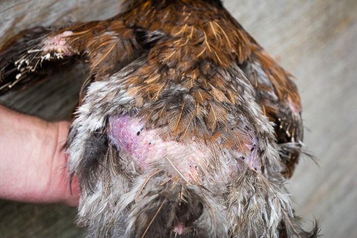 Back feathers starting to fall out in a summer molt on a red hen.