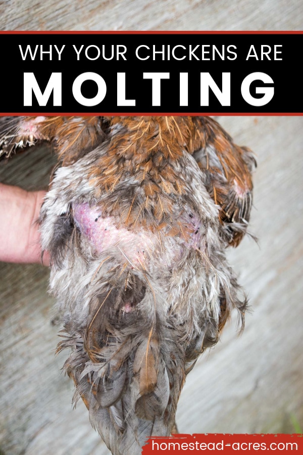 Why your chickens are molting text overlaid on a photo of a red hen losing her back feathers.