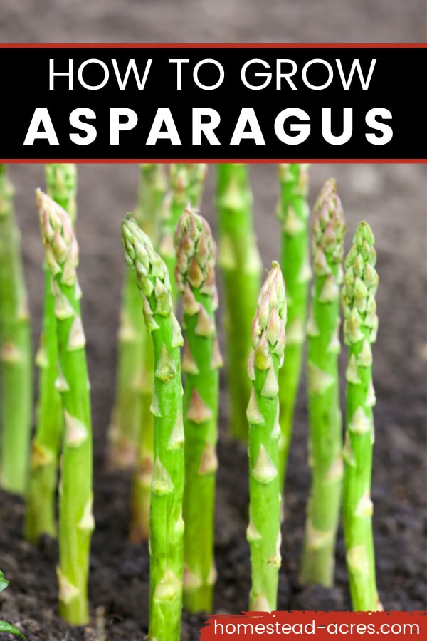 How To Grow Asparagus Tips For Planting And Growing Asparagus