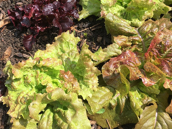 Red and green lettuce growing in the summer garden covered with water drops after being watered.