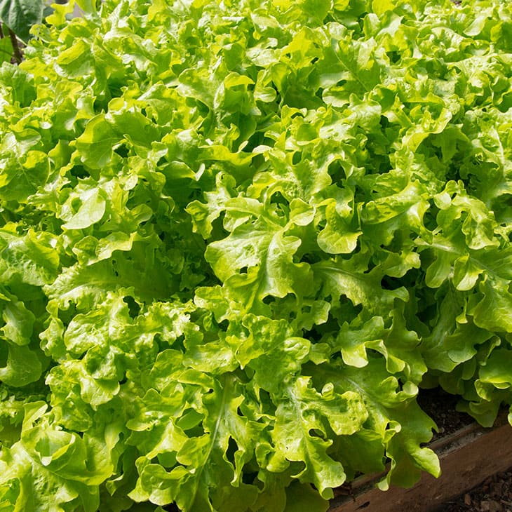 Lettuce Archives Homestead Acres