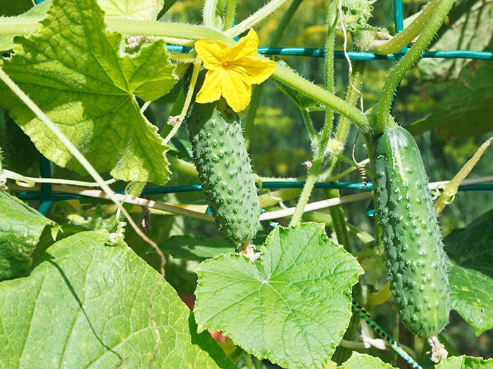 Picking cucumbers growing on a trellis.