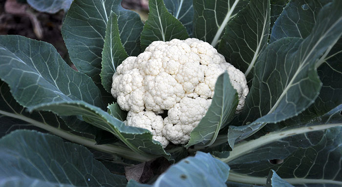Cauliflower plant