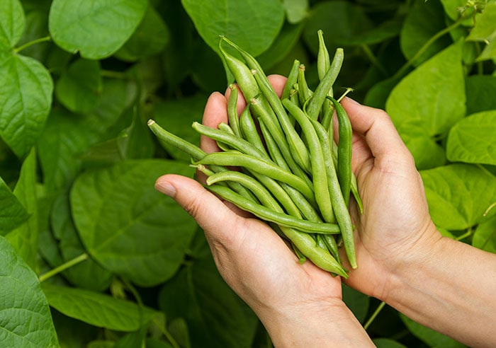 Freshly harvested green beans in a persons hands.