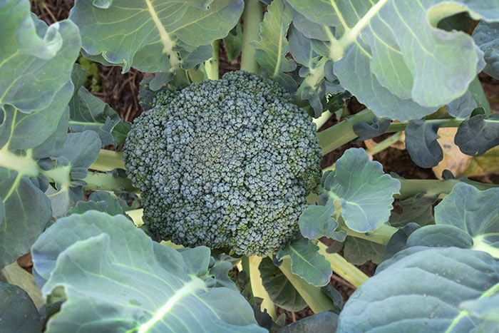 Broccoli head ready to harvest.