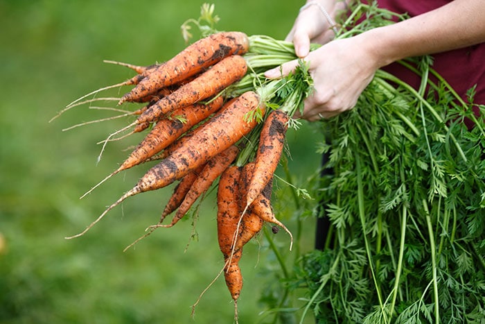 Freshly picked carrots