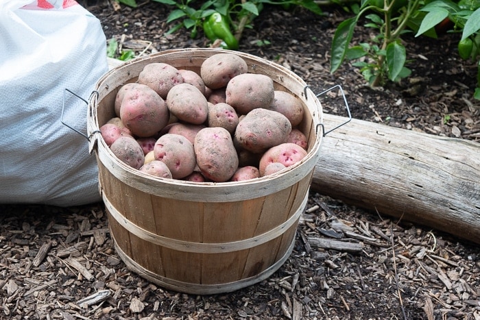 Freshly harvested potatoes from the garden ready to be stored over winter.