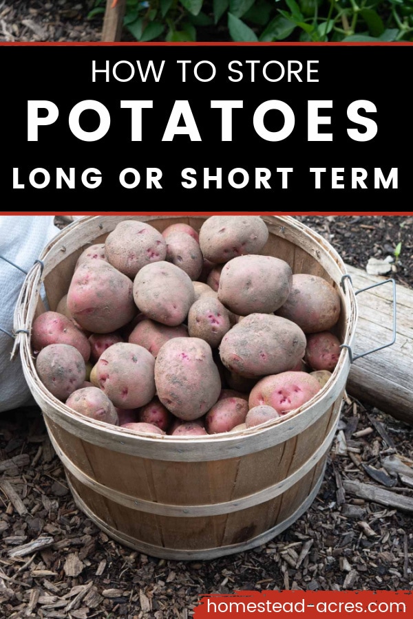 How to Store Potatoes Long Or Short Term text overlaid on a close up photo of red potatoes in a wooden bushel basket.